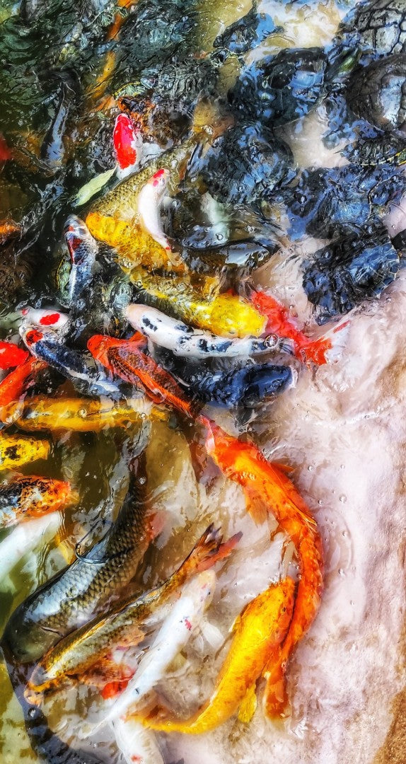 Pond Life (Original)